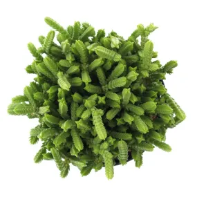 Crassula muscosa 'Watch Chain'