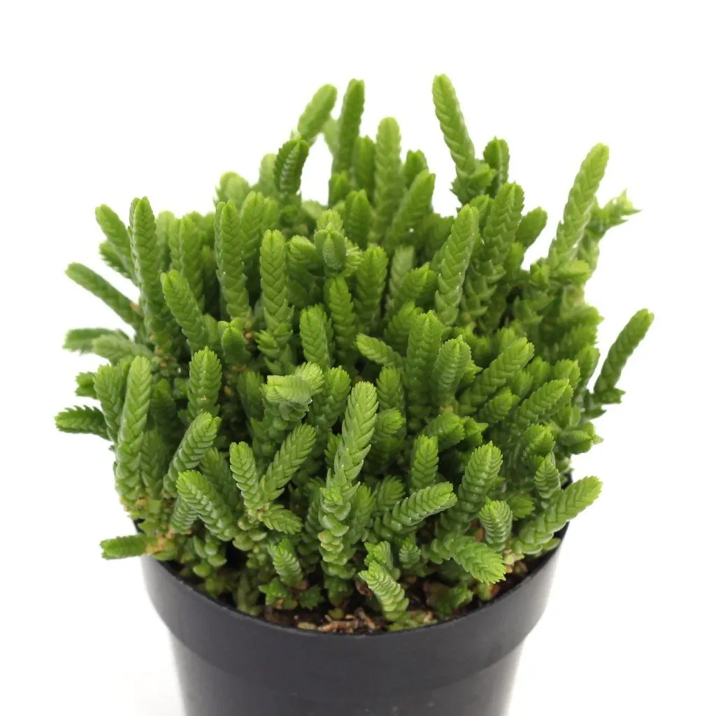 Crassula muscosa 'Watch Chain'