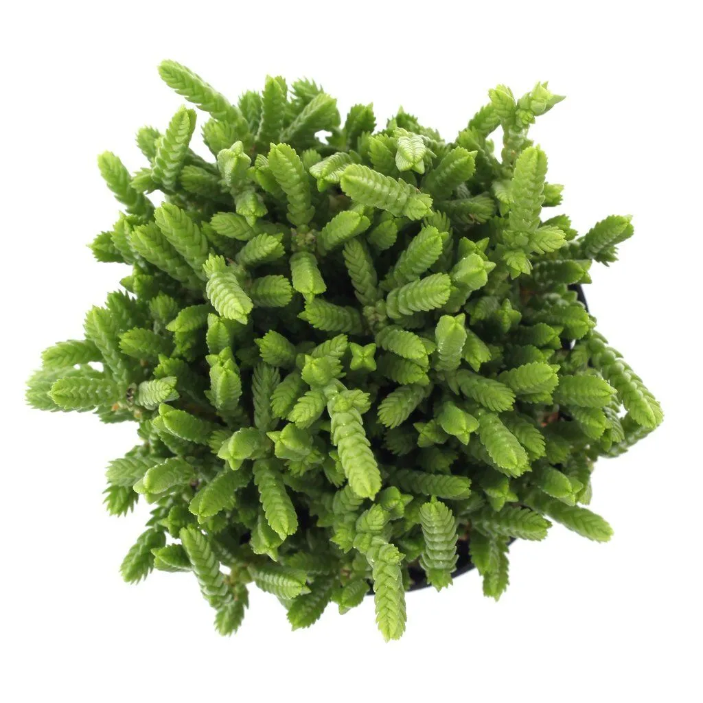 Crassula muscosa 'Watch Chain'